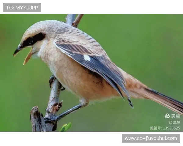 以足球队绚丽色彩交织的多面旗帜讲述团结与激情的华美精彩视觉盛宴